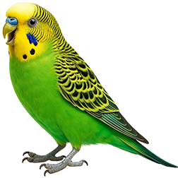 Green Budgies